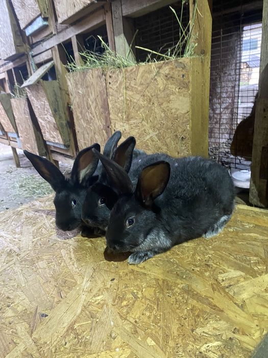 Продам кроликов крольчат