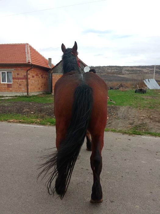O iapa mare de vanzare are si mănza ardeneza da se vinde separat