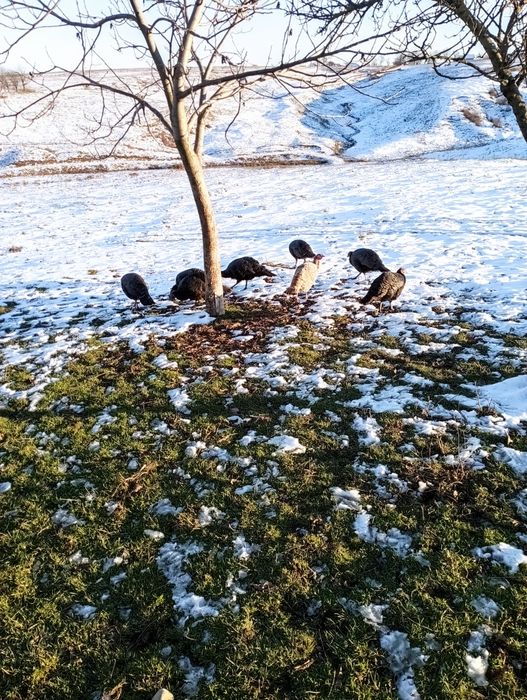 Vând curci  de anul acesta