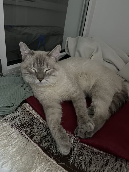 Отдам в добрые руки бесплатно