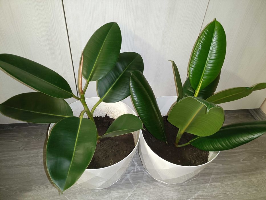 Puiet ficus clasic, livrare gratuită