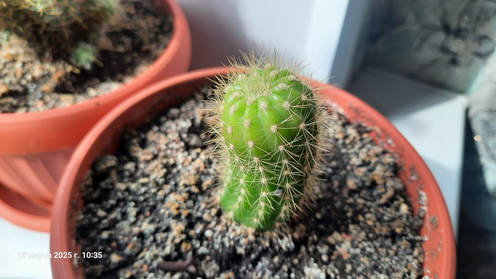 Кактусы и побеги, Турксибский район