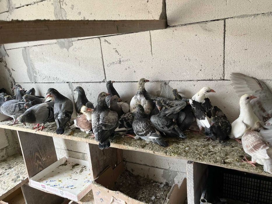 Vând pui de porumbei neieșiți la zbor din parinti cu clasări.merită să fie văzuți și cumpărați