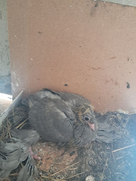 Продам молодеж двухчубых голубей