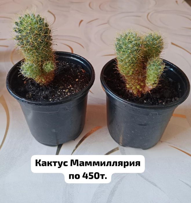 Продаю комнатные цветы