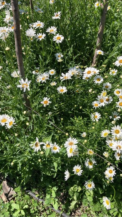 Продам рассаду цветов с сада