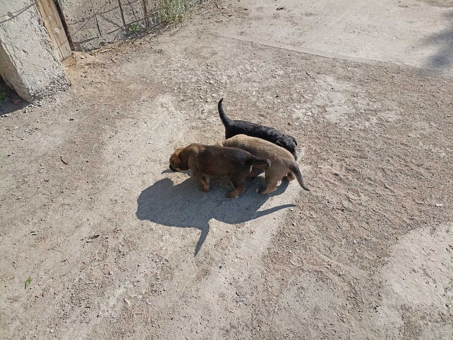 Отдам щенят от грозной овчарки
