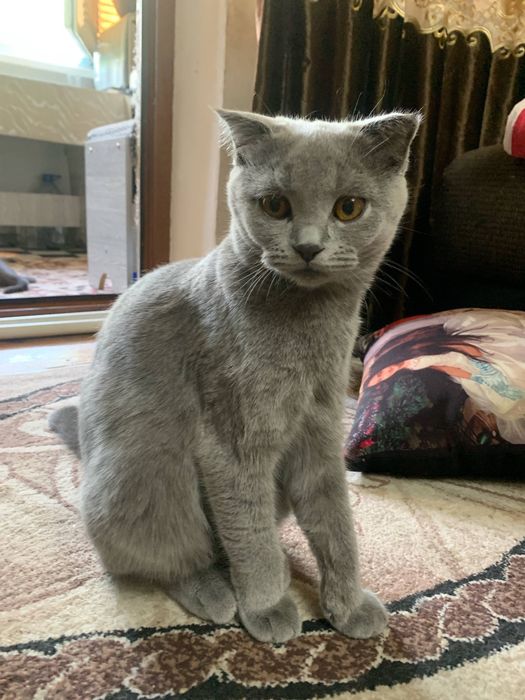 Скоттиш фолдлар сотилади