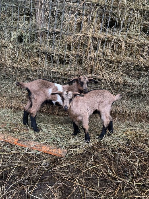 Vândă capră cu 2 iezi