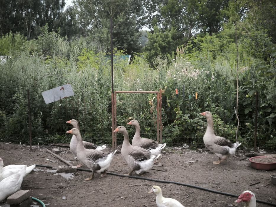 Продам семью гусей