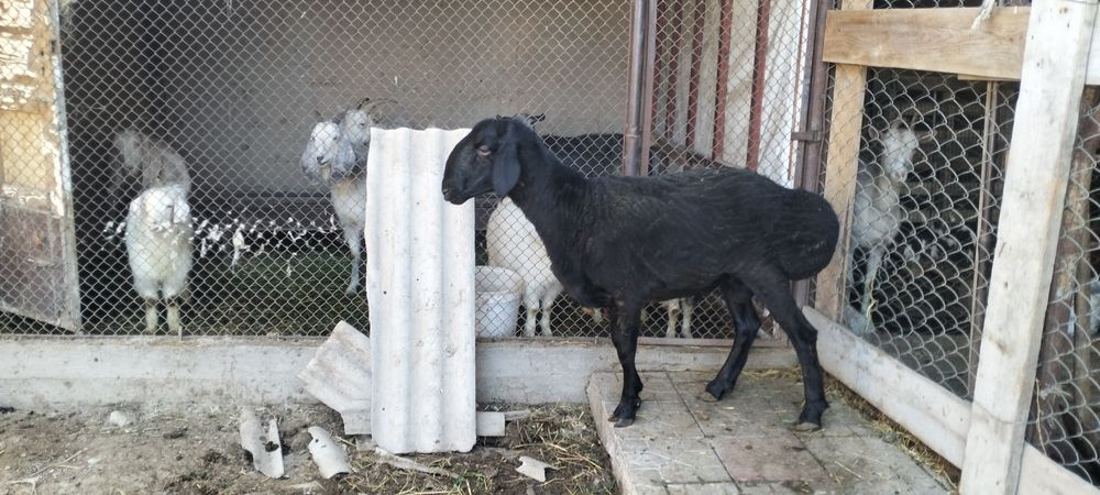 1 жасар қошқар.      .