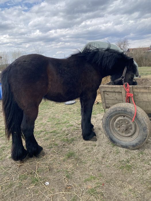 Mânză neagră de 1 an si 10luni