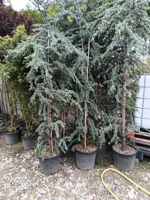 Leyladi plante ornamentale