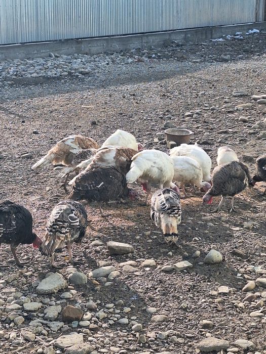 Продам 4 молодых самца индюков