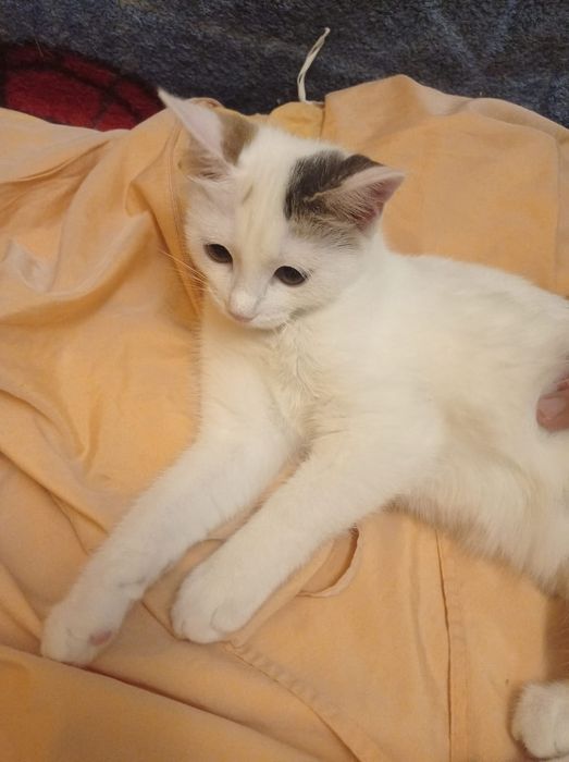 Котята~ счастья в дом