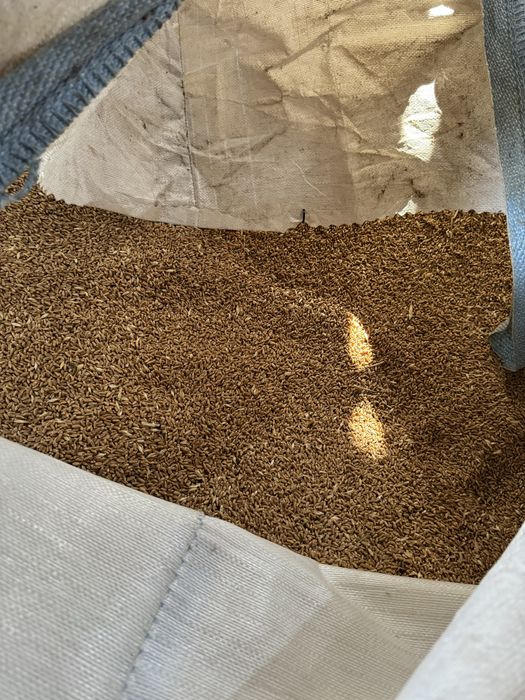 Vand Grâu , Triticale porumb ovaz