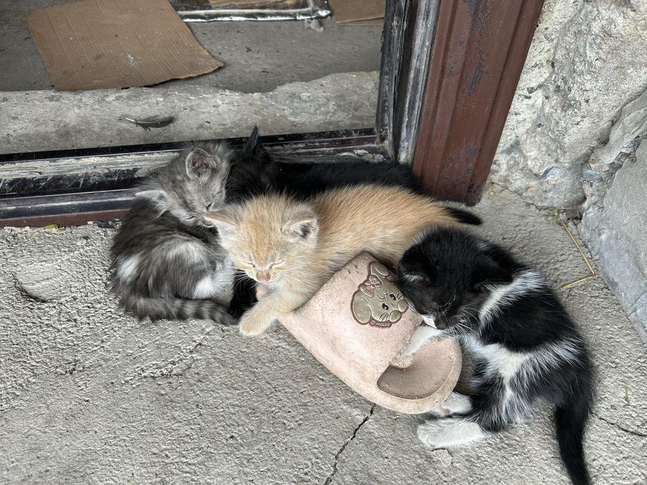 Отдаю котят в хорошие руки