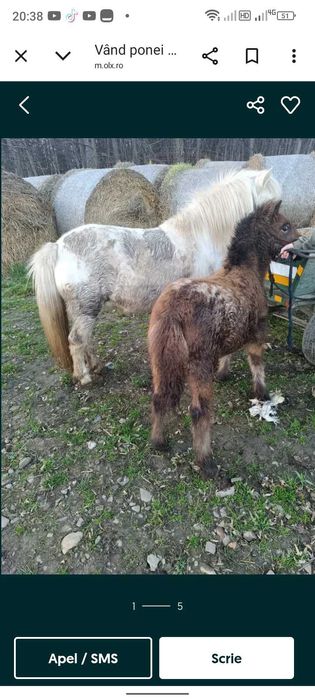 Vând mânz de ponei apalosa