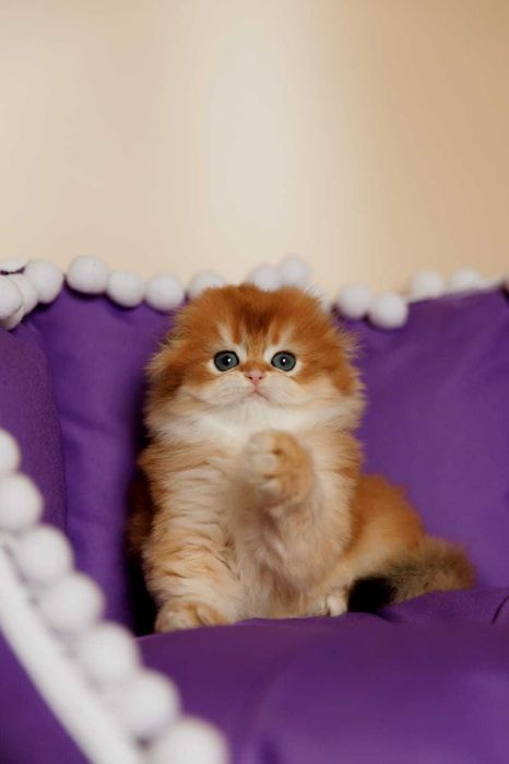 Шотландские Золотые Котята