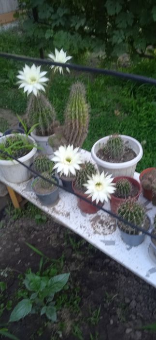 Продам Кактусы много
