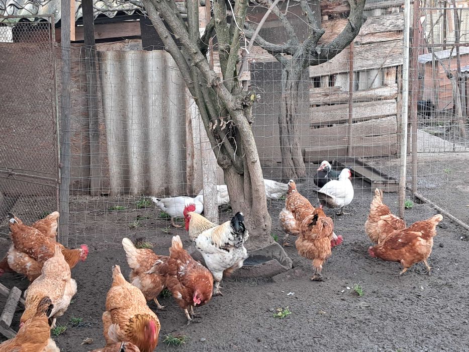 Vând ouă de la găini crescute in curte