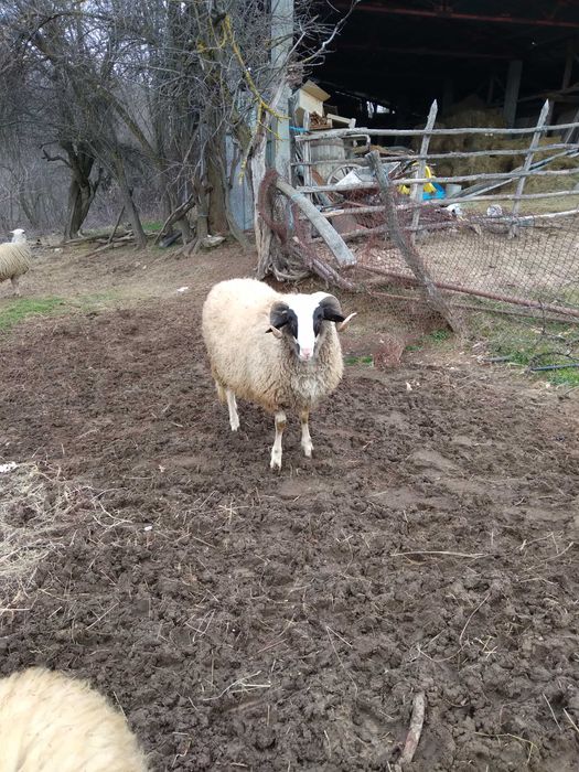 Продавам овен за разплод.