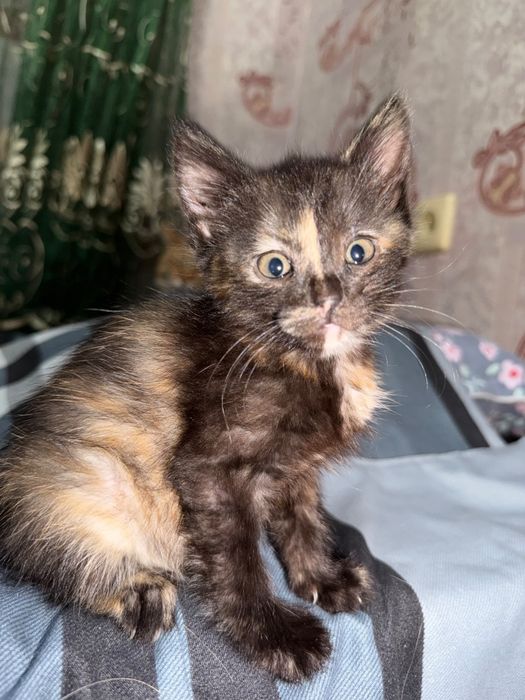 Красивые котята в добрые руки