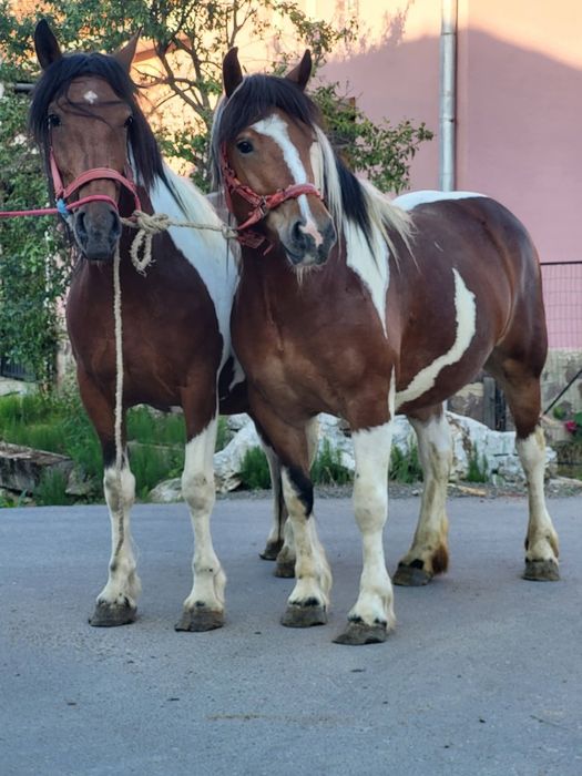 De vânzare doua manze