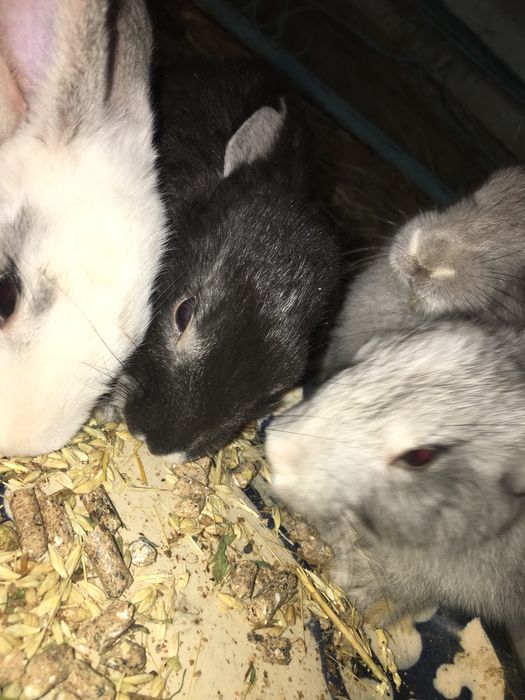 Зотли куёнлар сотилади