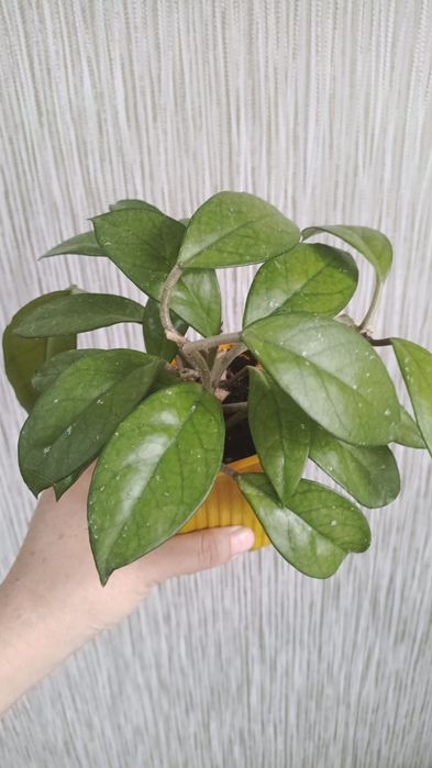 Анлонема 3200 филодендрон 1200