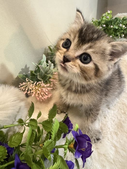 Продаются котята, разных окрасов