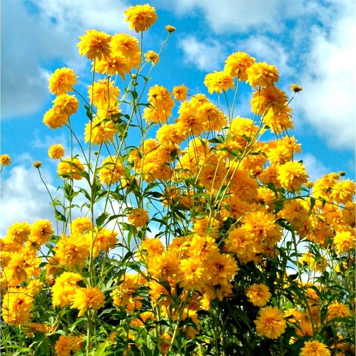 Золотой шар золотарник цветы