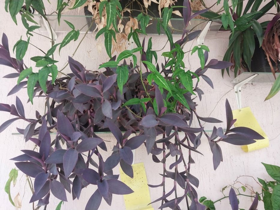 Комнатные цветы в горшках