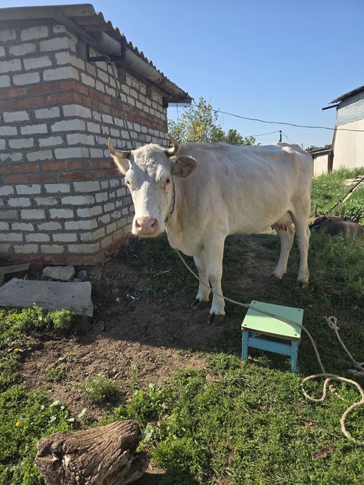 Корова продам  дойная