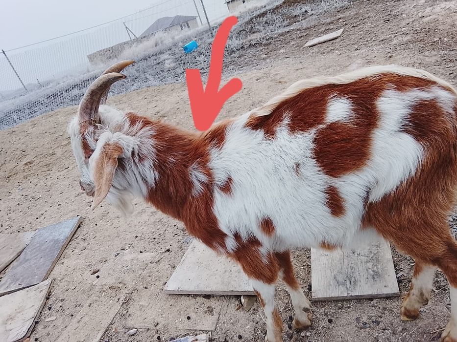 Козы козлы козлята