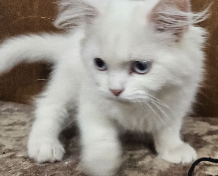 Две персийски котенца