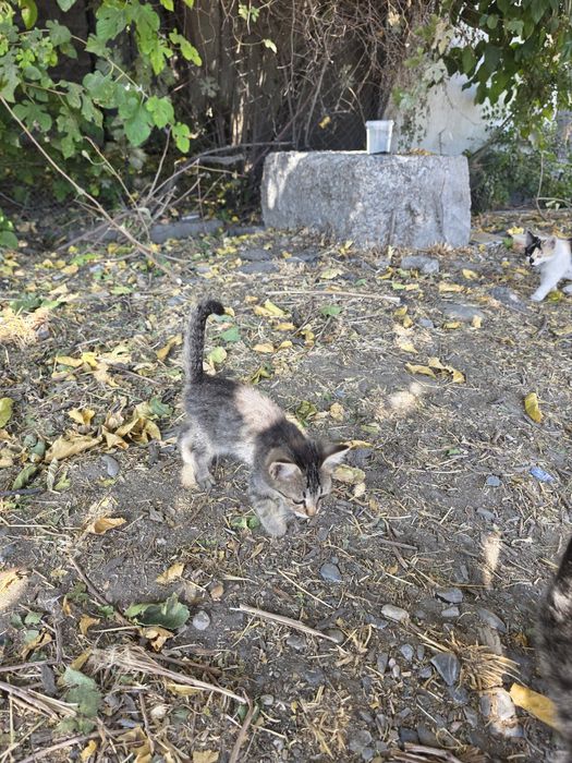 Котята бесплатно