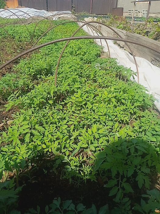 Капуста, Перец горький , Баклажаны,.