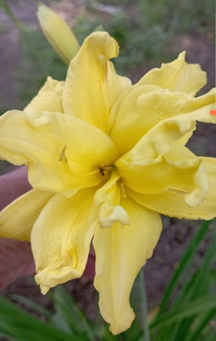 Многолетние цветы для сада