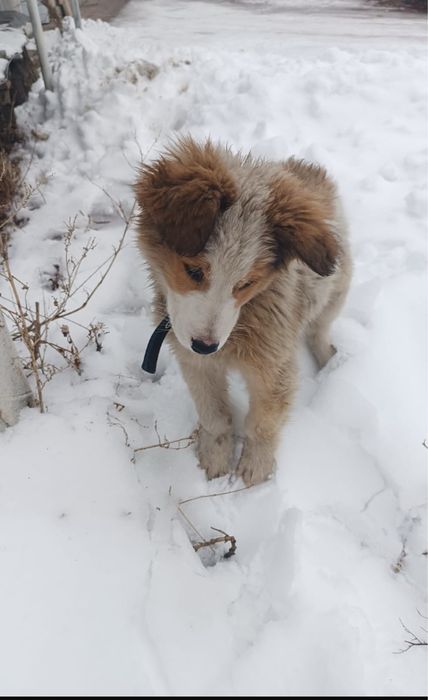 Щенок, пес, пёс, собака, собачка