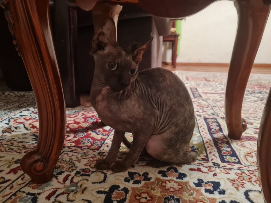 Сиамские котята и свинкс