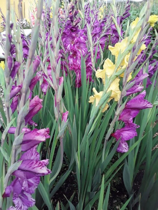 Луковицы Гладиоусов.