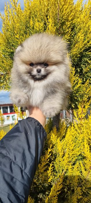 Померан померанче