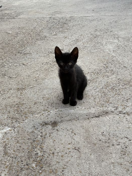 donez pui de pisica