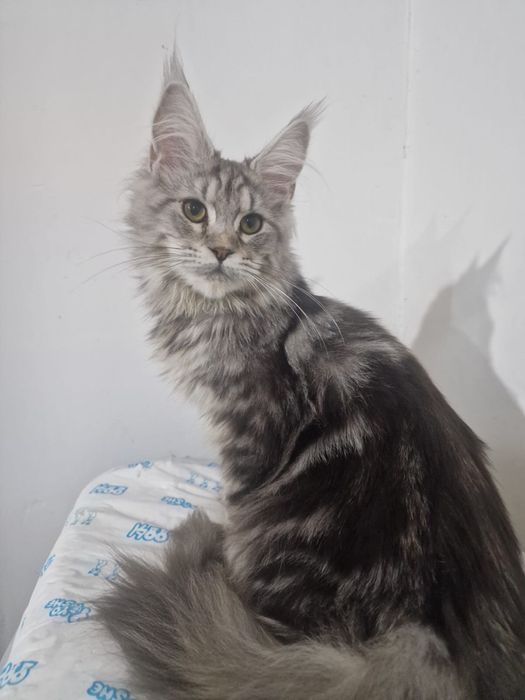 Чистокровные  супер Мейн Куны! Срочно !