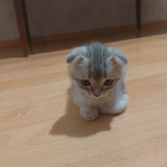 Котенок милый маленький