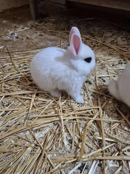 Карликовый кролики