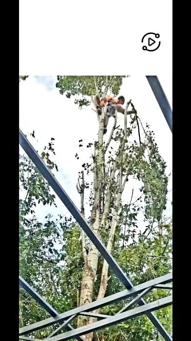 Дарахт кесиш хизмати daraxt kesish бензопила услуг обрезка спил деревя