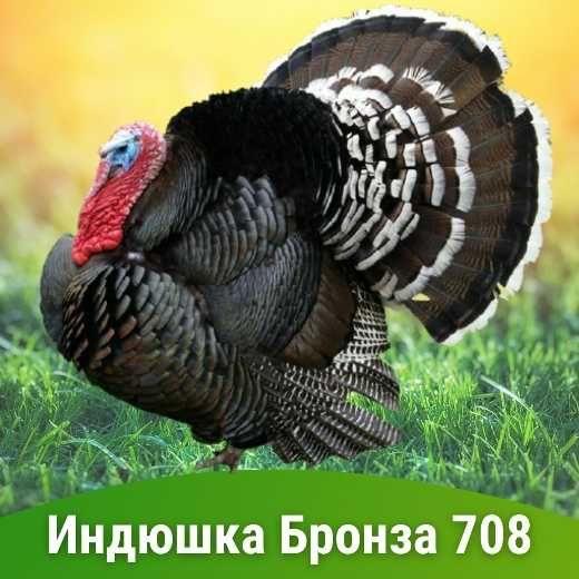 Индюк Бронза 708 (французская линия) – цыплята в Ташкенте