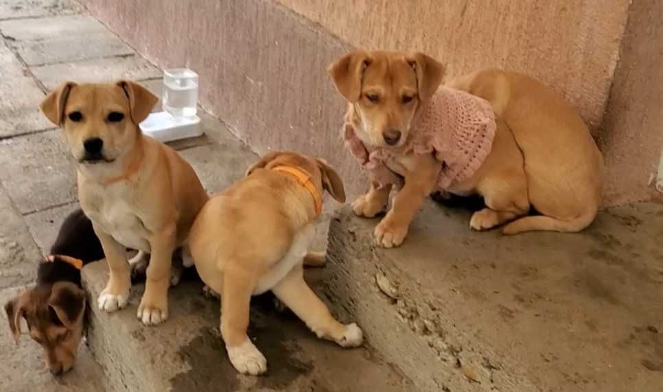 Pui de Cățel – 4 Luni – Sănătoși